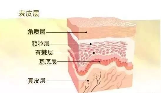 皮肤的基础知识及护理要点！女人一定要懂