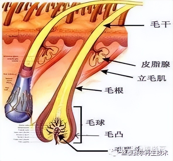 科普 | 为什么白发比黑发长得快？